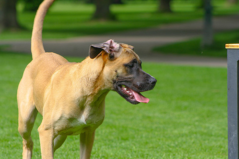 Hundewiese Eickhorst
