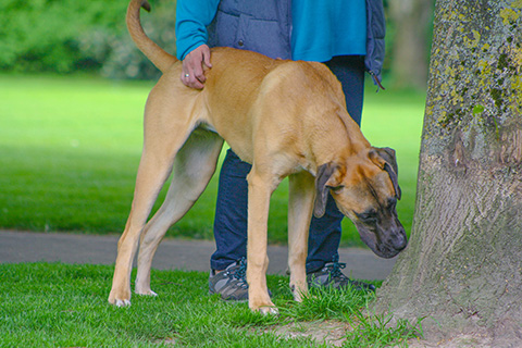Hundewiese Eickhorst