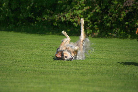 Hundewiese Eickhorst