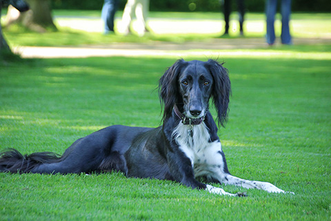 Hundewiese Eickhorst