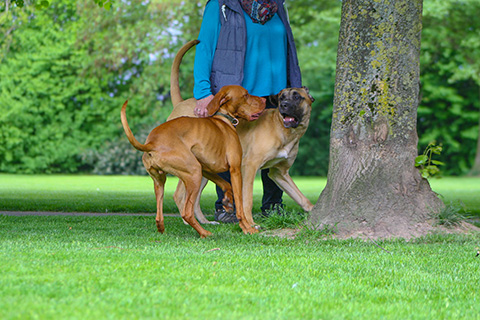 Hundewiese Eickhorst