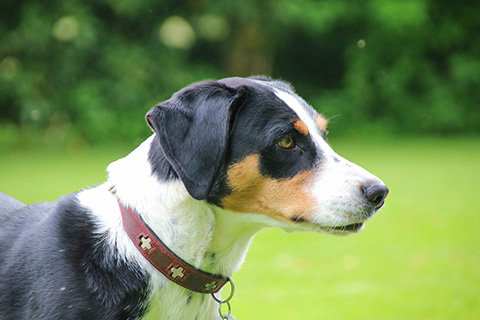 Hundewiese Eickhorst