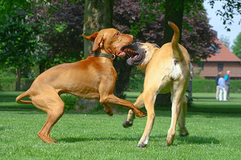 Hundewiese Eickhorst