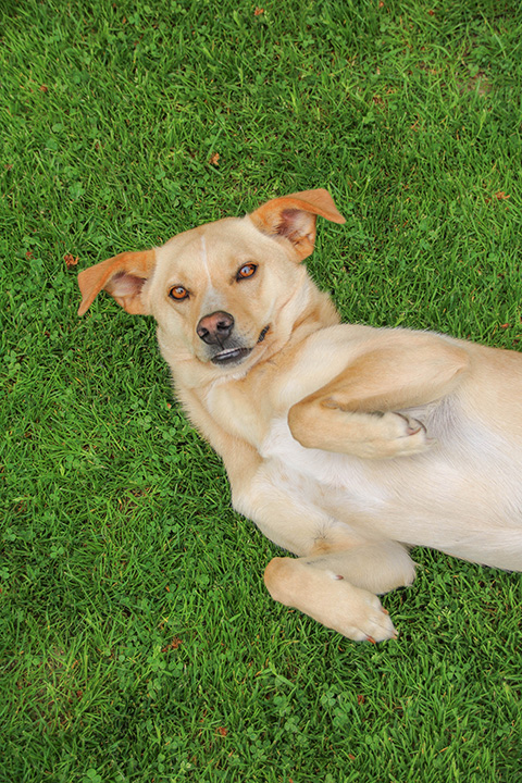 Hundewiese Eickhorst