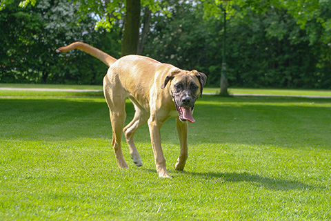 Hundewiese Eickhorst