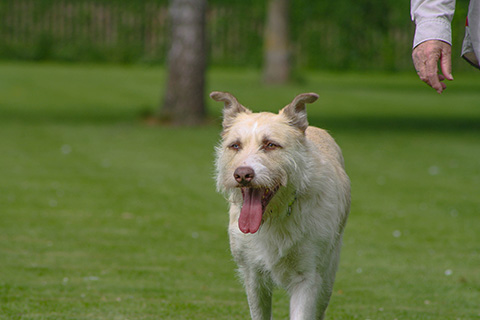 Hundewiese Eickhorst