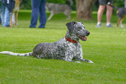 Hundewiese Eickhorst