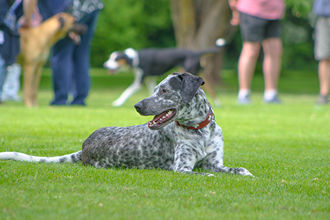 Hundewiese Eickhorst