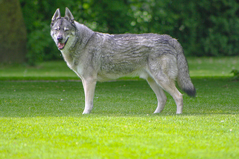 Hundewiese Eickhorst