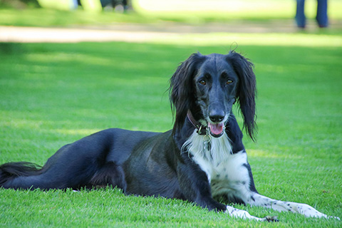 Hundewiese Eickhorst