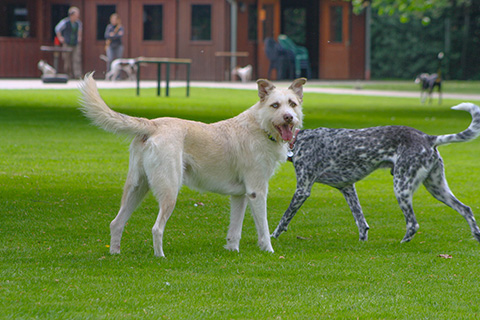Hundewiese Eickhorst