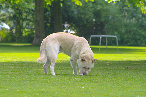 Hundewiese Eickhorst