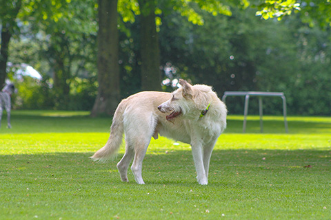 Hundewiese Eickhorst