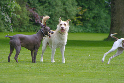 Hundewiese Eickhorst