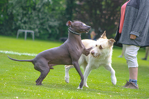 Hundewiese Eickhorst