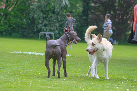 Hundewiese Eickhorst