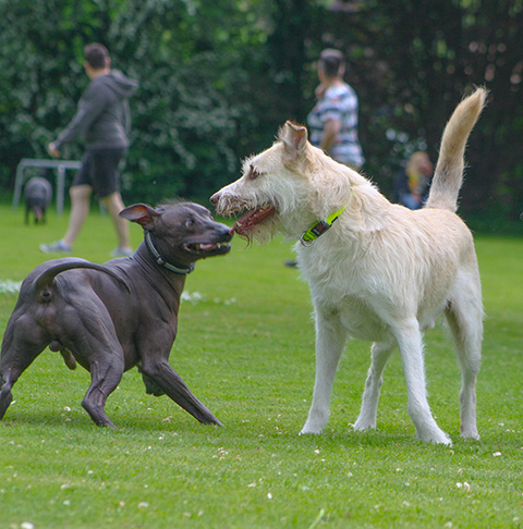 Hundewiese Eickhorst