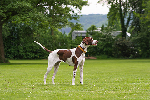 Hundewiese Eickhorst