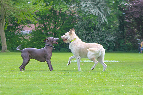 Hundewiese Eickhorst