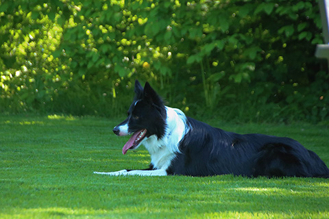 Hundewiese Eickhorst