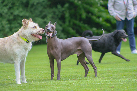 Hundewiese Eickhorst