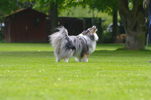Hundewiese Eickhorst