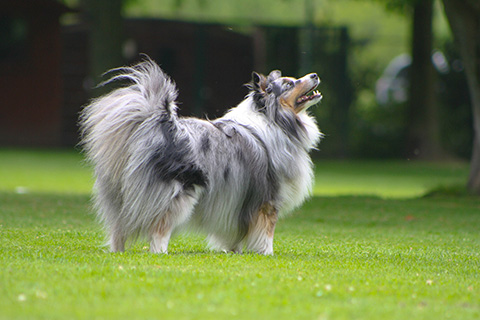 Hundewiese Eickhorst