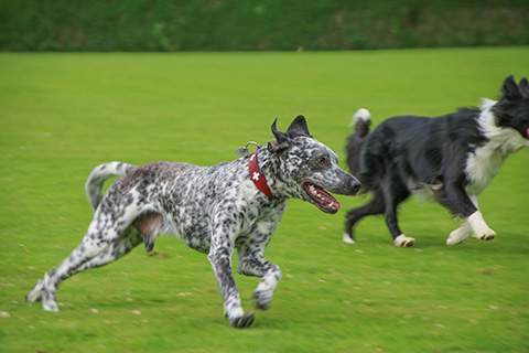 Hundewiese Eickhorst
