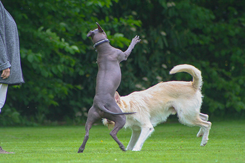 Hundewiese Eickhorst
