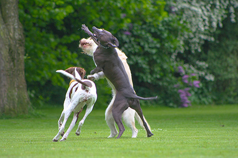 Hundewiese Eickhorst