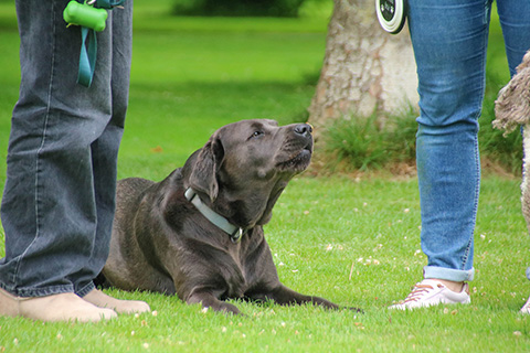 Hundewiese Eickhorst
