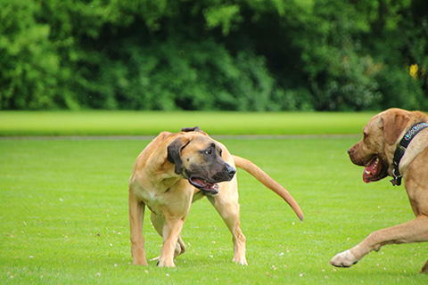 Hundewiese Eickhorst