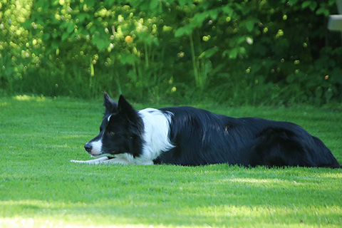 Hundewiese Eickhorst