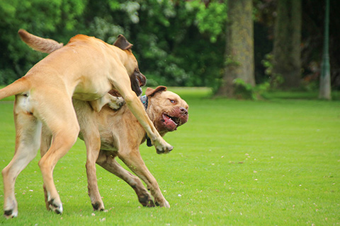 Hundewiese Eickhorst