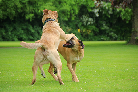 Hundewiese Eickhorst