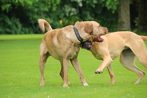 Hundewiese Eickhorst