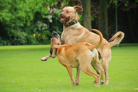 Hundewiese Eickhorst