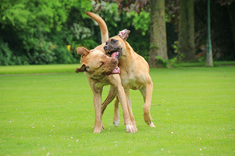 Hundewiese Eickhorst
