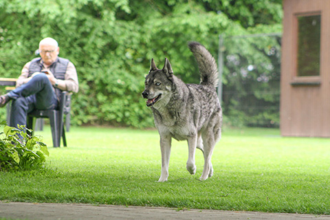 Hundewiese Eickhorst