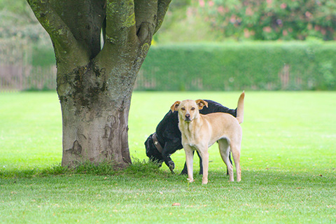 Hundewiese Eickhorst