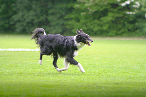 Hundewiese Eickhorst