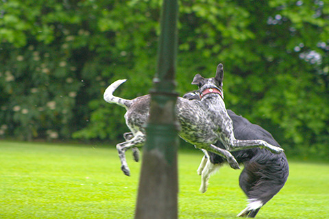 Hundewiese Eickhorst