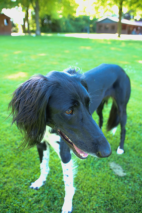 Hundewiese Eickhorst
