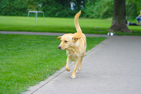 Hundewiese Eickhorst