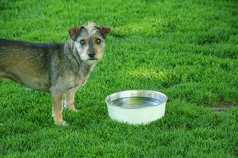 Hundewiese Eickhorst