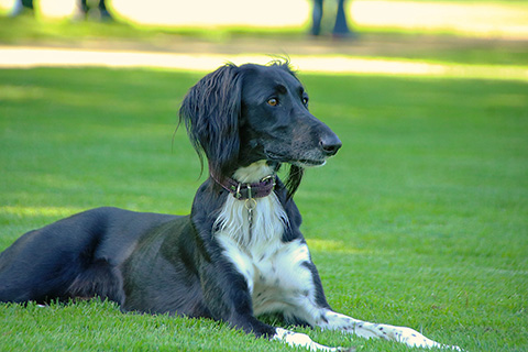 Hundewiese Eickhorst