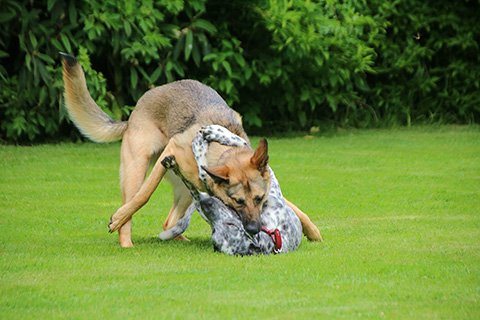 Hundewiese Eickhorst