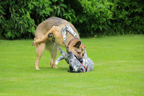 Hundewiese Eickhorst