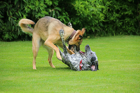Hundewiese Eickhorst
