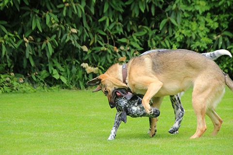 Hundewiese Eickhorst